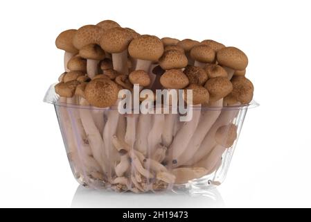 Champignon Shimeji brun frais sur fond blanc. Banque D'Images