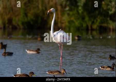 Portrait d'un grand flamants roses, Phoenicopterus roseus, debout parmi les canards dans l'eau.Saintes Maries de la Mer, Carmague, Bouches du Rhône, Provence A Banque D'Images