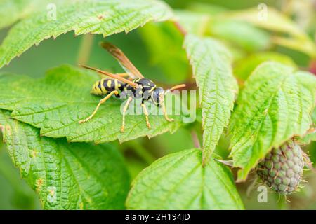 Photo macro de guêpe (Vespula germanica) assise sur une feuille de framboise verte Banque D'Images