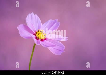 Fleur rose cosmos isolée sur fond violet bokeh Banque D'Images