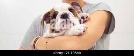 Une photo panoramique d'une femme tenant son bouledogue anglais Banque D'Images