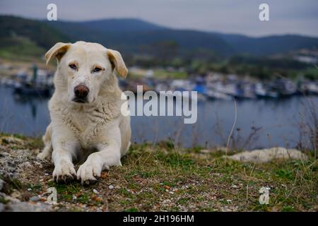 Chien errant.Chien triste. Banque D'Images