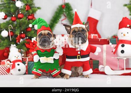 Paire de chiens de taureaux français festifs portant des costumes de Noël drôles habillés comme l'elfe de Noël et le Père Noël Banque D'Images