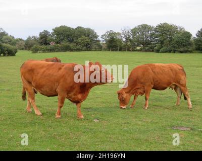 Les vaches brunes domestiques paissant sur le champ herbacé dans la campagne Banque D'Images