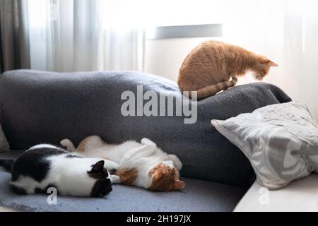 deux chats domestiques dorment ensemble sur un canapé gris Banque D'Images