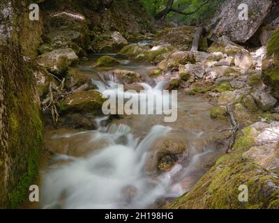 petite rivière profondément dans les bois verts. magnifique paysage de printemps de la campagne des montagnes. eau claire parmi la forêt et le rivage rocheux. clôture en bois sur la rive de la rivière. Banque D'Images