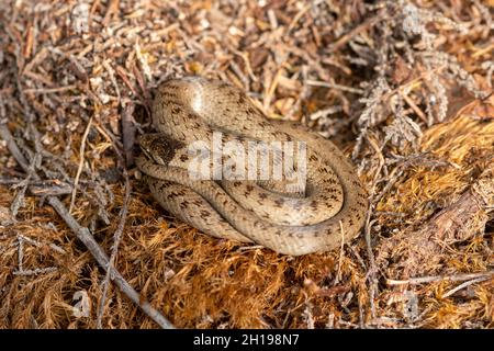 Un serpent doux rare (Coronella austriaca) dans la lande de Surrey, en Angleterre, au Royaume-Uni Banque D'Images