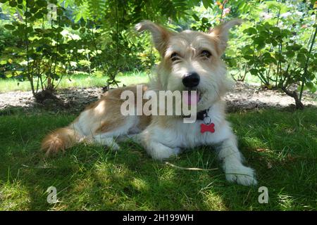 Mignon fauve de demi-race et jeune chien blanc assis sur l'herbe, avec un regard aimant vif.Portrait d'un chien doux de taille moyenne taché et moustaché. Banque D'Images