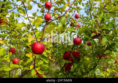 Un jardin complet de belles pommes mûres rouges Banque D'Images