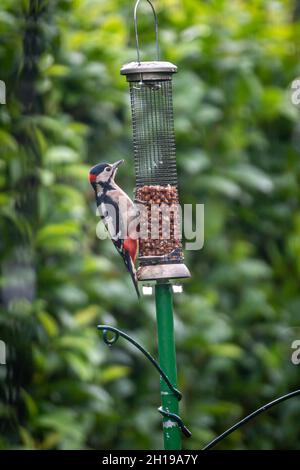 Un Dendrocopos majeur, communément appelé Grand pic tacheté perché sur un mangeoire à oiseaux dans un jardin rural Banque D'Images