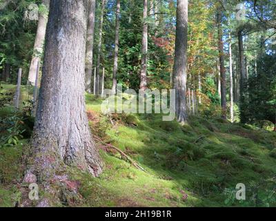 Soleil d'automne sur les tapis de mousse dans les bois du jardin botanique de Benmore, un jardin écossais célèbre pour sa magnifique collection d'arbres. Banque D'Images