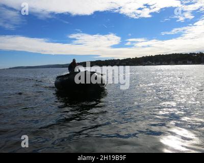 Approche du zodiaque avec son chauffeur lors d'une journée ensoleillée sur le Loch Sunart dans les îles occidentales d'Écosse ; transport maritime vers la rive pour une croisière d'expédition Banque D'Images