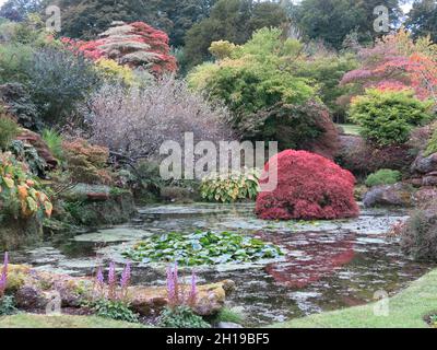 Couleurs d'automne dans les arbustes des jardins du mont Stuart avec des acers rouges vifs; Rothesay, île de Bute, octobre 2021. Banque D'Images