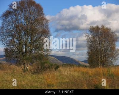 Paysages d'automne spectaculaires au nord de Glasgow ; sentiers de randonnée à explorer sur les landes du parc national de Mugdock avec les Fells de CAMPSIE au loin. Banque D'Images