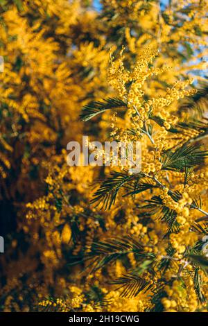 Photo verticale d'un magnifique arbre jaune Mimosa avec des feuilles vertes sous la lumière du soleil Banque D'Images