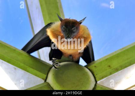 Un petit renard volant couronné d'or sur une hélice Banque D'Images