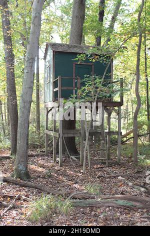 Un simple Treehouse vert dans les Bois Banque D'Images