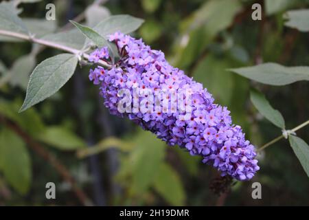 Une branche fleurie sur un Bush papillon violet Banque D'Images