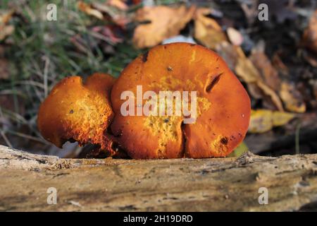 Quelques champignons Jack-O-Lantern sur le côté d'une Log Banque D'Images