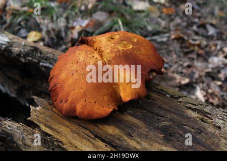 Un champignon toxique Jack-O-Lantern sur une ancienne Log Banque D'Images