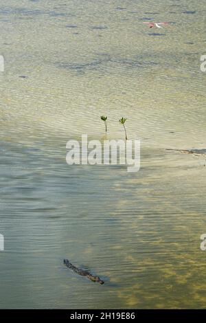 Un crocodile américain, Crocodylus acutus, nageant dans un lagon.Un flamant vole au-dessus de la tête.Parc écologique de Punta sur, île de Cozumel, Quintana Roo, Mexique. Banque D'Images