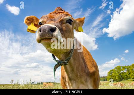 Le portrait d'une jeune vache sur un pâturage d'été. Banque D'Images