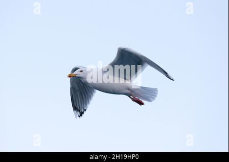 Un mouette en vol.Svolvaer, îles Lofoten, Nordland, Norvège. Banque D'Images