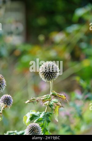 De belles têtes de graines de chardon de globe (Echinops setifer) à la fin de l'automne Banque D'Images