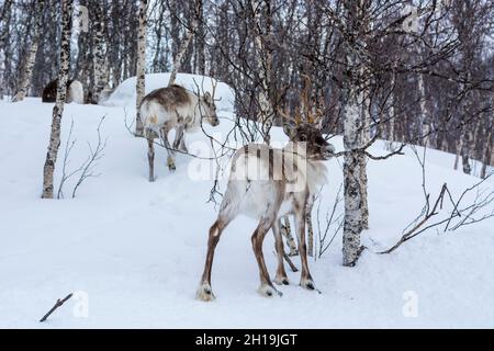 Deux rennes, Rangifer tarandus, dans un paysage forestier enneigé.Parc polaire, Bardu, Troms, Norvège. Banque D'Images