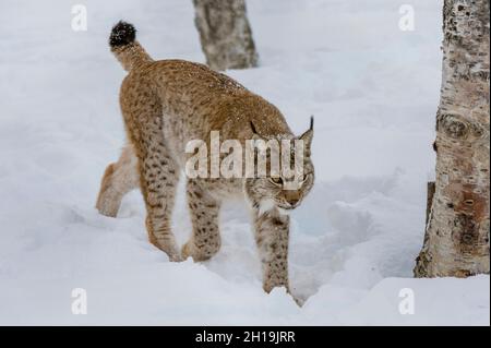 Un lynx européen, Lynx lynx, marchant dans la neige.Parc polaire, Bardu, Troms, Norvège. Banque D'Images