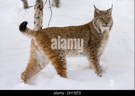 Portrait d'un lynx européen, Lynx lynx, debout dans la neige.Parc polaire, Bardu, Troms, Norvège. Banque D'Images