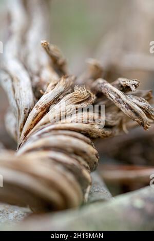 un morceau de tronc d'arbre tordu reposant sur l'image bokeh du sol de la forêt Banque D'Images
