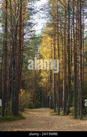 Matin d'automne en forêt : sentier en pins et arbres couverts de feuilles jaunes.Tomber dans les bois Banque D'Images