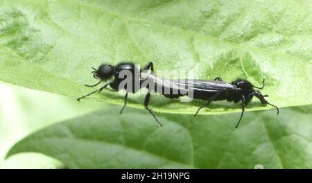 Accouplement des mouches de Saint-Marc ou des mouches de l'aubépine (Bibio marci).Le mâle est la grande mouche à œil sur la droite.Bedgebury Forest, Kent, Royaume-Uni. Banque D'Images