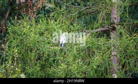 Un héron (Ardeidae) se reposant en hauteur dans un arbre Banque D'Images