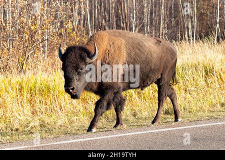 Jeune adulte Bison marchant tranquillement le long de la route en regardant la caméra le jour d'automne ensoleillé Banque D'Images
