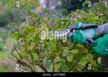 Élagage des rosiers dans le jardin Banque D'Images