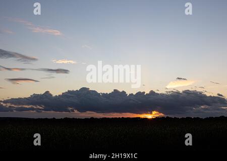 Magnifique ciel au coucher du soleil sur le champ de maïs. Banque D'Images