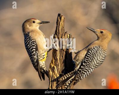 Gila Woodpeckers, Marana, près de Tucson, Arizona. Banque D'Images