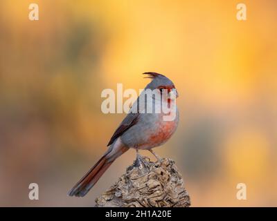 Pyrrhuloxia, Marana, près de Tucson, Arizona. Banque D'Images