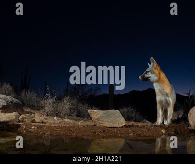 Gray Fox, Marana, près de Tucson, Arizona. Banque D'Images