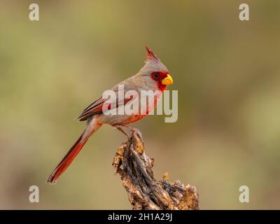 Pyrrhuloxia, Marana, près de Tucson, Arizona. Banque D'Images