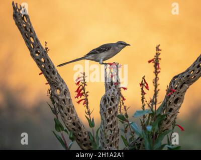 Nord Mockingbird, Marana, près de Tucson, Arizona. Banque D'Images