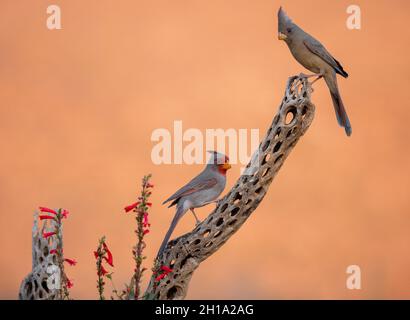 Pyrrhuloxia, Marana, près de Tucson, Arizona. Banque D'Images