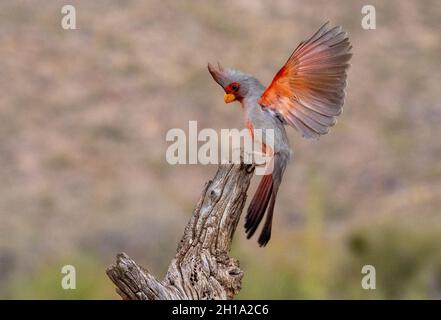 Pyrrhuloxia, Marana, près de Tucson, Arizona. Banque D'Images