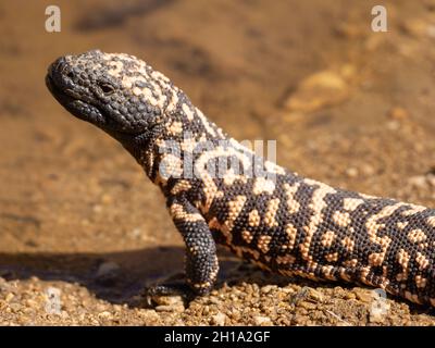 Gila Monster, Marana, près de Tucson, Arizona. Banque D'Images