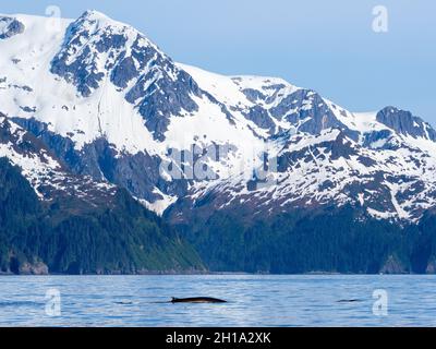 Rorquals communs, baie Aialik, parc national Kenai Fjords, près de Seward, Alaska. Banque D'Images