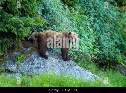 Ours brun, forêt nationale de Tongass, Alaska. Banque D'Images