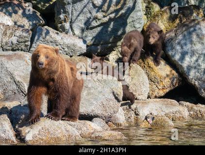 Ours brun, forêt nationale de Tongass, Alaska. Banque D'Images