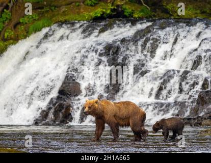 L'ours brun, de l'Île Chichagof, la Forêt Nationale Tongass en Alaska. Banque D'Images